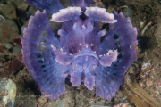 Paddle-Flap Scorpionfish - Rhinopias eschmeyeri Paddle-Flap Scorpionfish - Rhinopias eschmeyeri