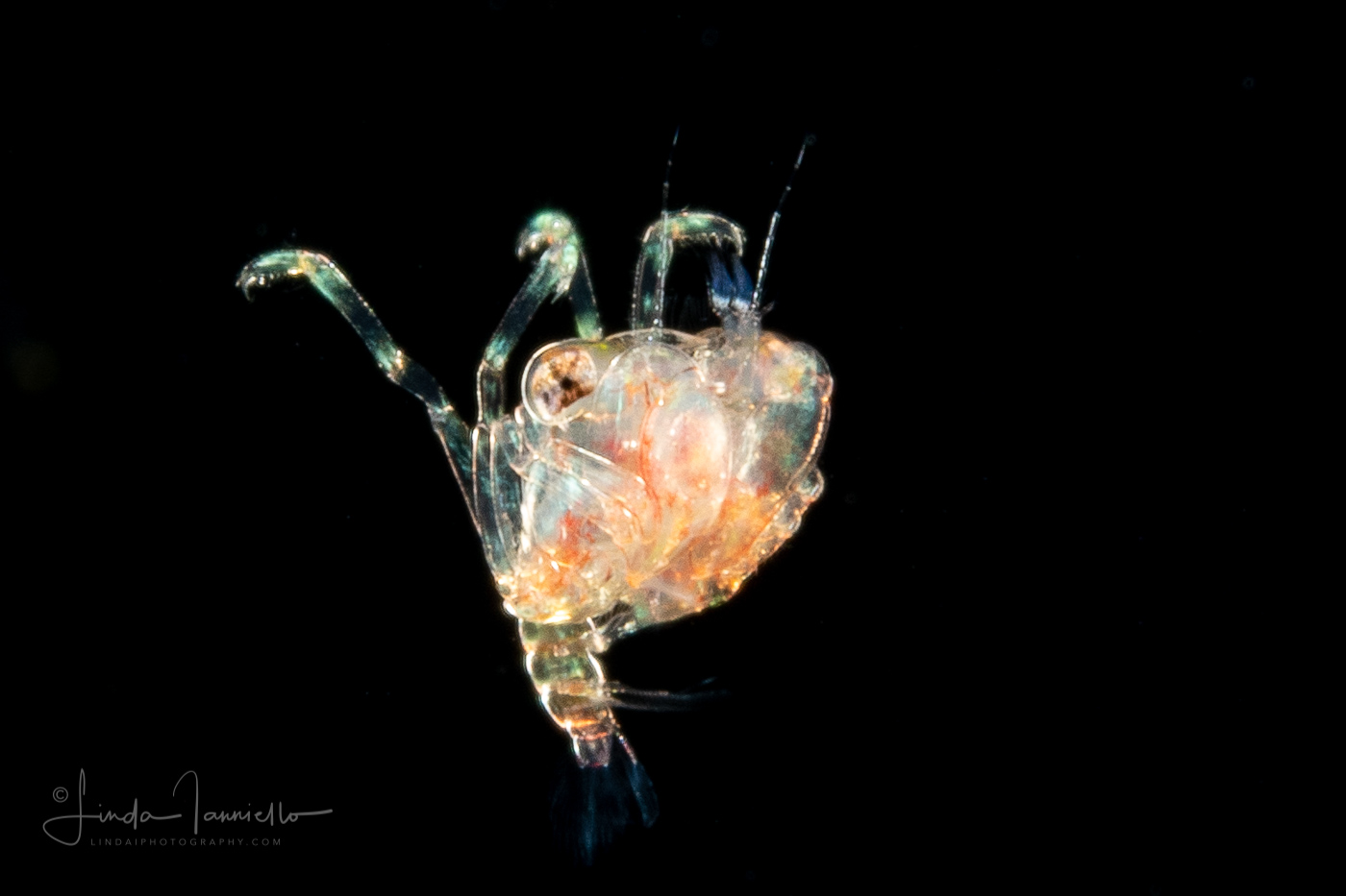 Crab Megalopa Larva