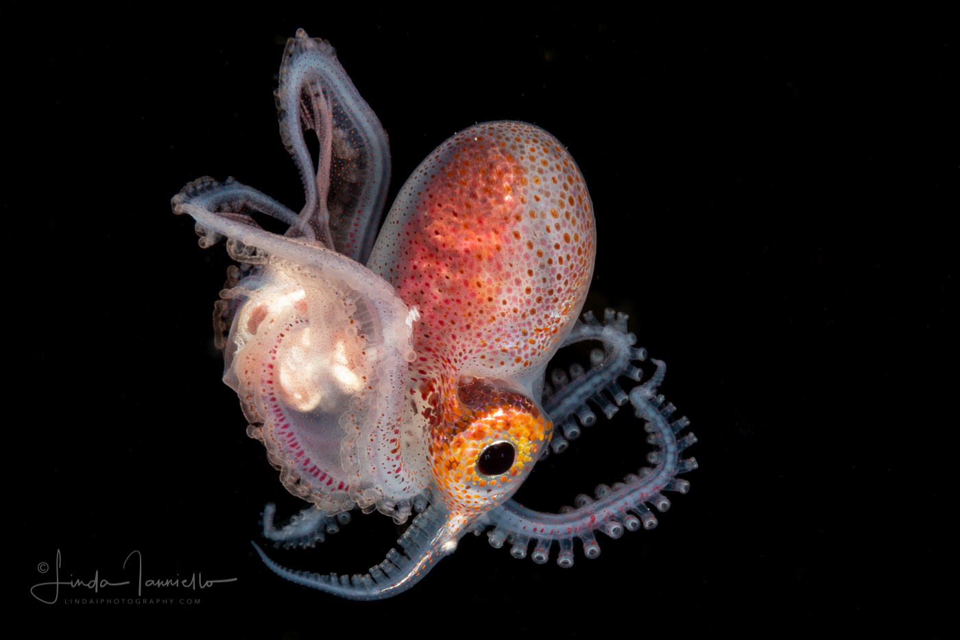 Female Blanket Octopus - Tremoctopus violaceus