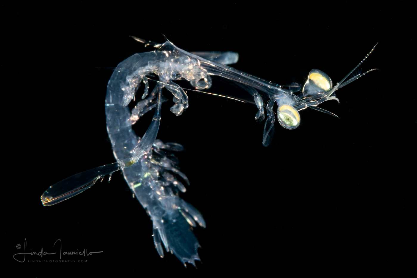 Mantis Shrimp - With a Very Long Neck - Alima Stage Larva of a Squillidae