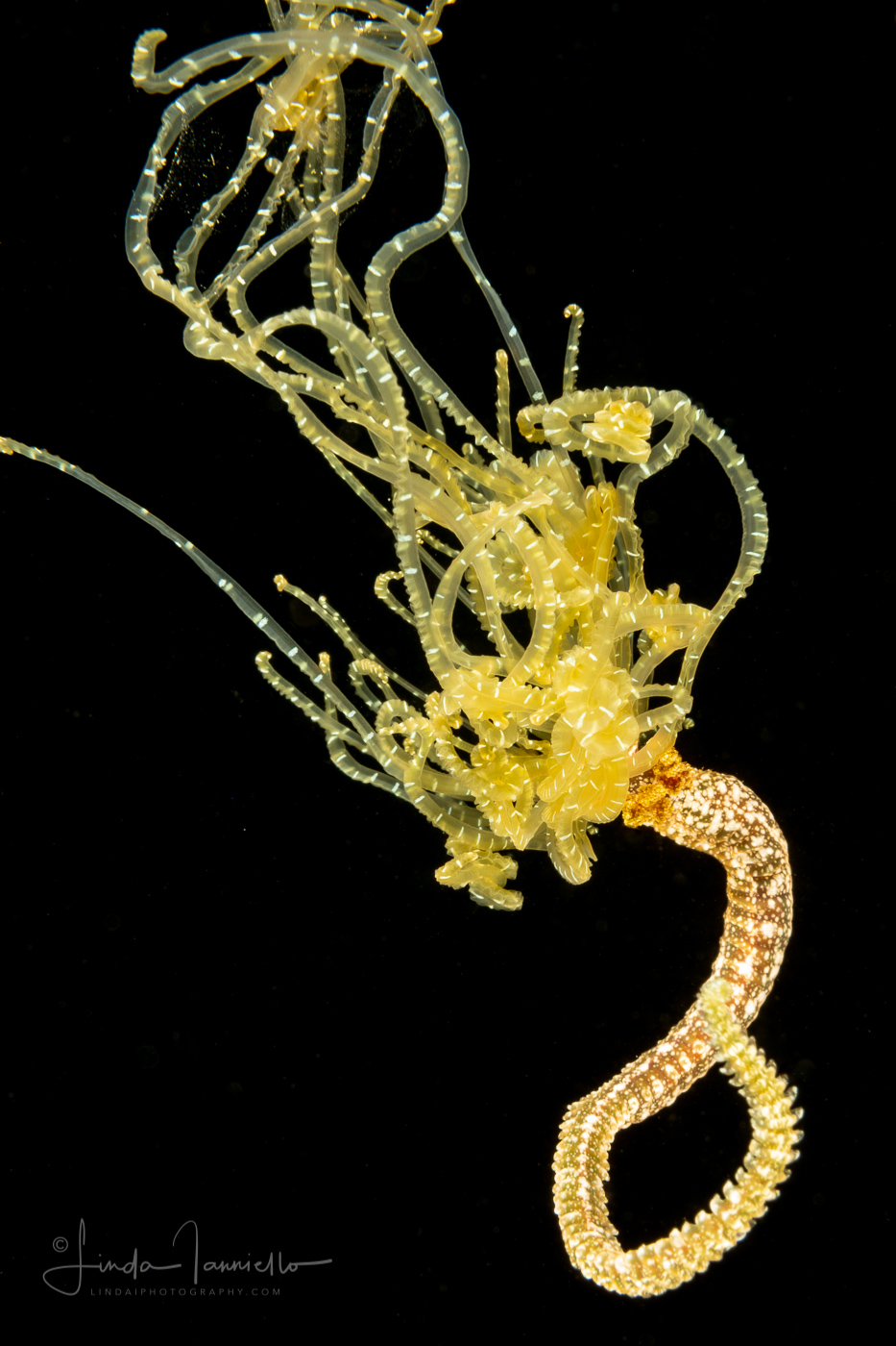 Polychaete Worm - Maybe Terebellid