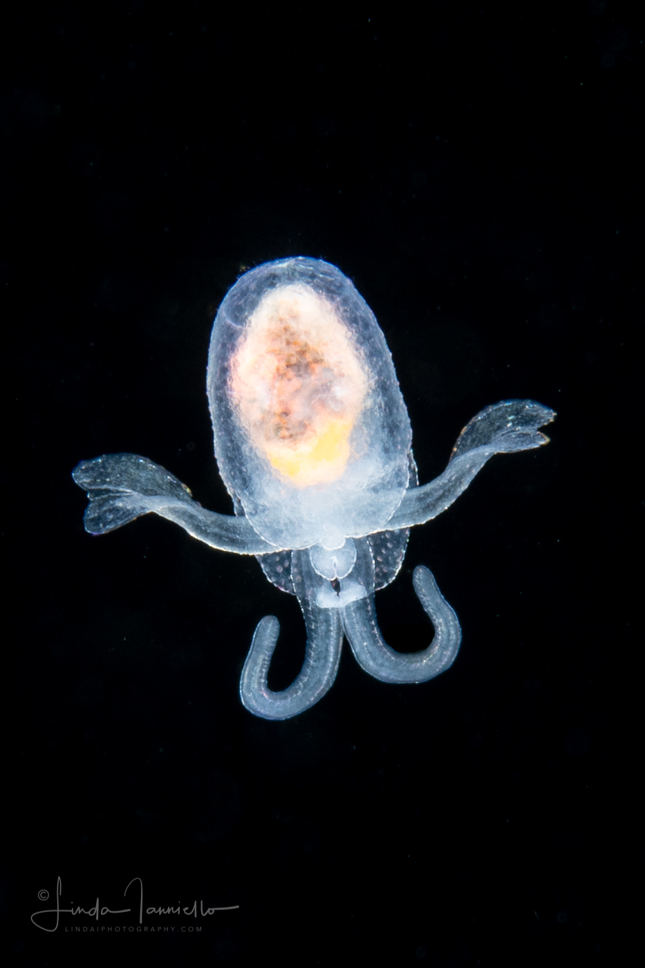 Sea Angel - Gymnosome Pteropod - Hydromyles globulosa