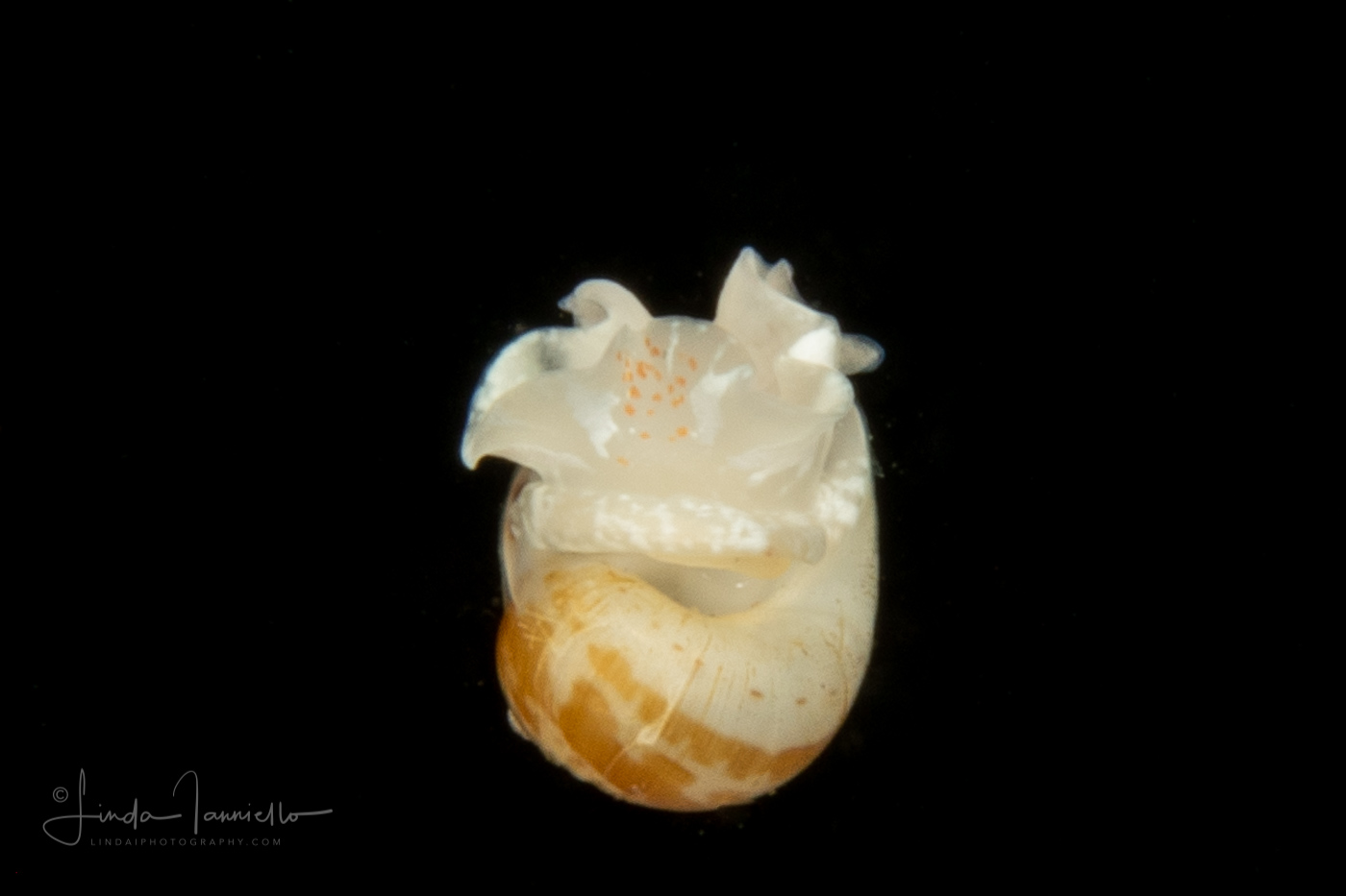Veliger Larva of a Marine Gastropod ? No velum