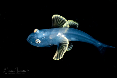 Blackchin - Shortfin - Family Neoscopelidae - Neoscopelus microchir