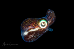 Bailey's Bobtail Squid - Euprymna berryi