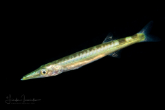 Barracuda - Juvenile