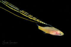 Basslet - Liopropoma sp.