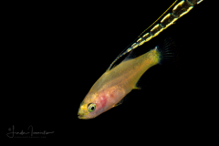 Basslet - Liopropoma sp.