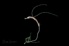 Bentstick Pipefish Juvenile - Trachyrhamphus bicoarctatus - Bend Stick Pipefish, Double-Ended Pipefish