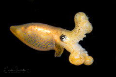 Blue-Ringed Octopus - Hapalochlaena spp.