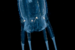 Box Jellyfish - Copula species