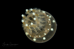 Cnidaria - Mastigias sp.