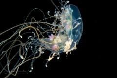 Cnidaria - Olindias malayensis