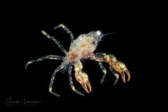 Crab