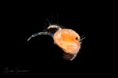 Crab Megalopa Larva