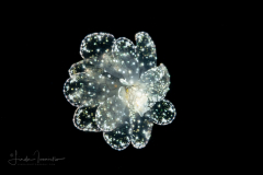 Cyerce elegans