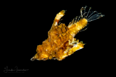 Dragon Sea Moth - Eurypegasus draconis