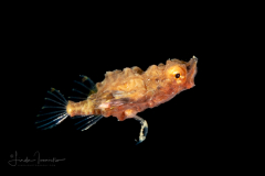 Dragon Sea Moth - Eurypegasus draconis