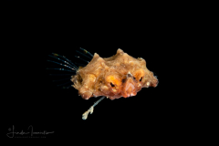 Dragon Sea Moth - Juvenile - Eurypegasus draconis