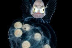 Driftfish?
