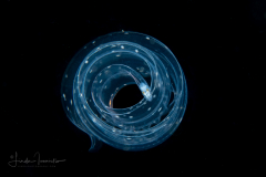 Eel Larva