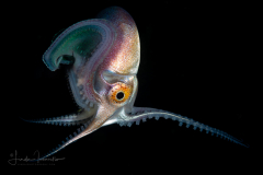 Female Blanket Octopus - Tremoctopus violaceus