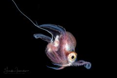 Female Blanket Octopus - Tremoctopus violaceus