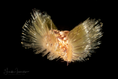 Fire Worm