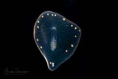 Flatworm ?