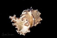 Flatworm