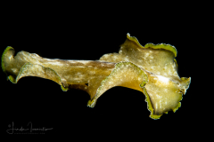 Flatworm - Pseudobiceros flowersi