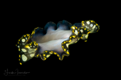 Flatworm - Pseudocerotidae