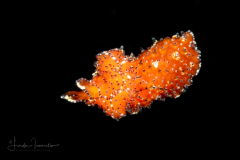 Flatworm - Thysanozoon or Acanthozoon sp.