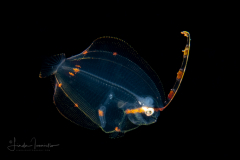 Flounder