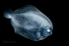 Flounder