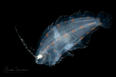Flounder