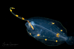 Flounder