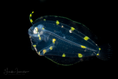 Flounder