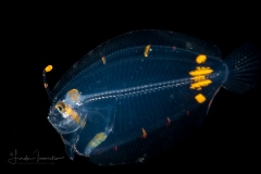 Flounder