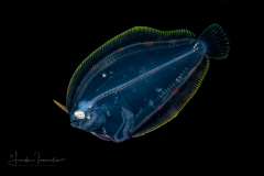 Flounder