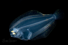Flounder