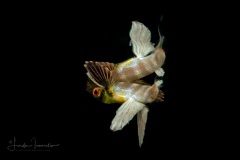 Flyingfish with a Reflection