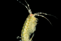 Gammarid Amphipod - Gammaridea