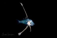 Snapper Larva - Lutjanidae Family - Paracaesio sp.