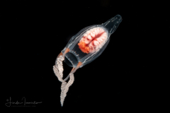 Hydromedusa - Leuckartiara gardinieri