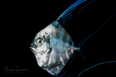 Jack - African Pompano - Juvenile - Alectis ciliaris