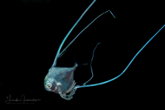 Jack - African Pompano - Juvenile - Alectis ciliaris