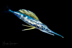 Juvenile Billfish