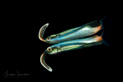 Juvenile Pharao FlyingfIsh - Cypselurus naresii - With a Reflection