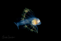 Lionfish Larva